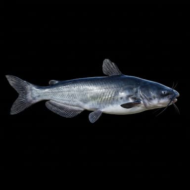 Blue Catfish