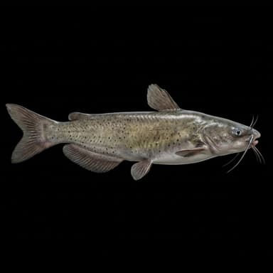 Channel Catfish