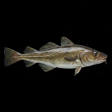 Atlantic Cod