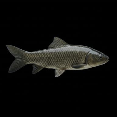 Black Carp
