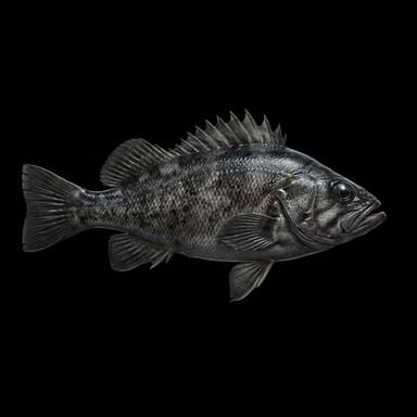 Black Rockfish
