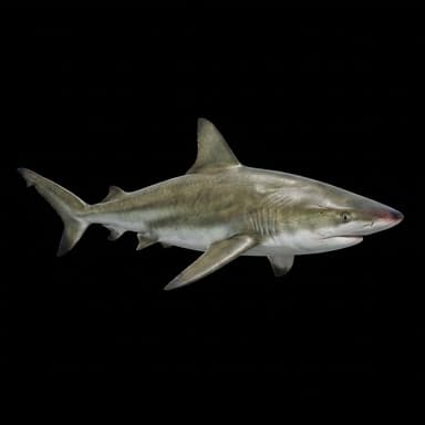 Blacknose Shark