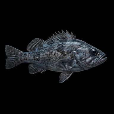Blue Rockfish