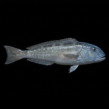 Blueline Tilefish