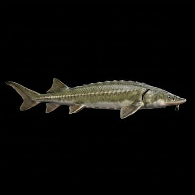 Green Sturgeon