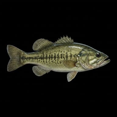Guadalupe Bass