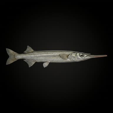 Halfbeak