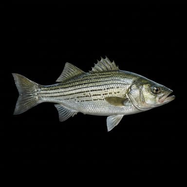 Hybrid Striped Bass
