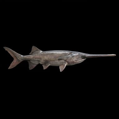 Paddlefish