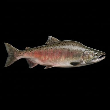 Pink Salmon