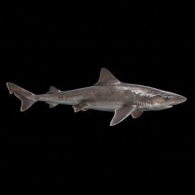 Smooth Dogfish