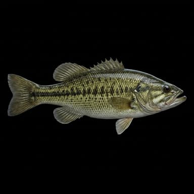 Spotted Bass
