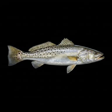 Spotted Seatrout