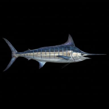 Striped Marlin