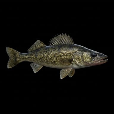 Walleye