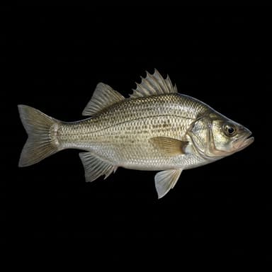 White Perch