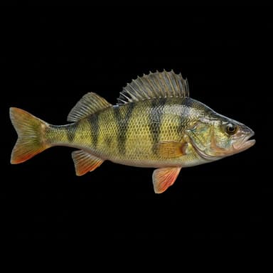 Yellow Perch