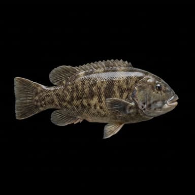 Tautog