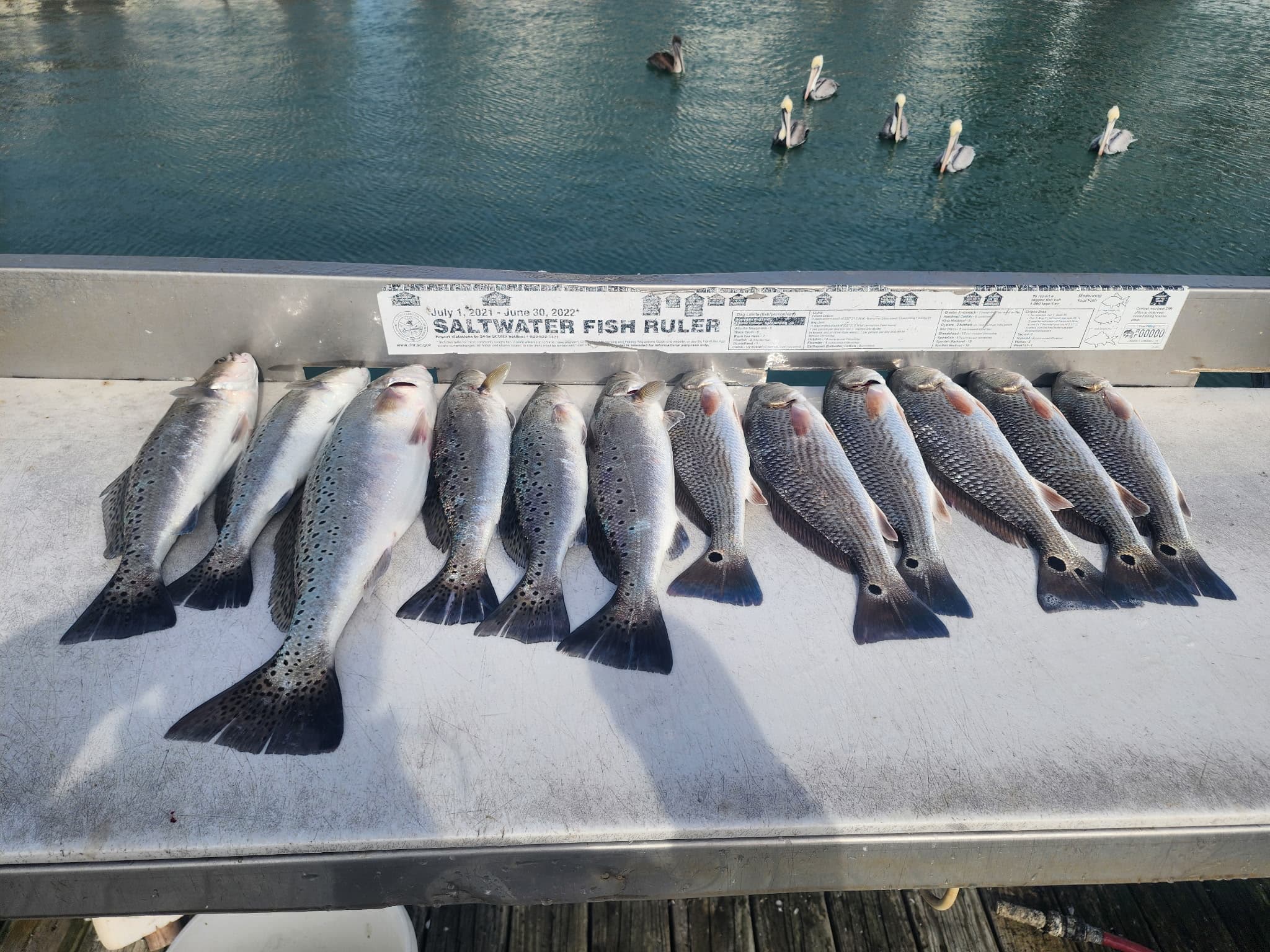 Palmetto Fishing Charters - Ryan Isabelle