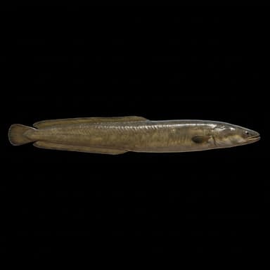American Eel