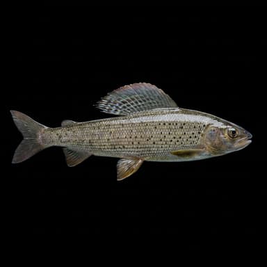 Arctic Grayling