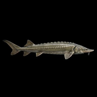 Atlantic Sturgeon