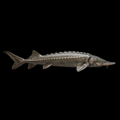 Gulf Sturgeon