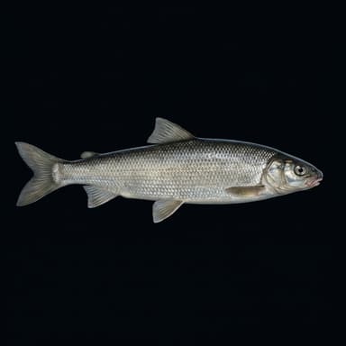 Mountain Whitefish