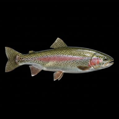 Rainbow Trout