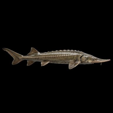 Shovelnose Sturgeon