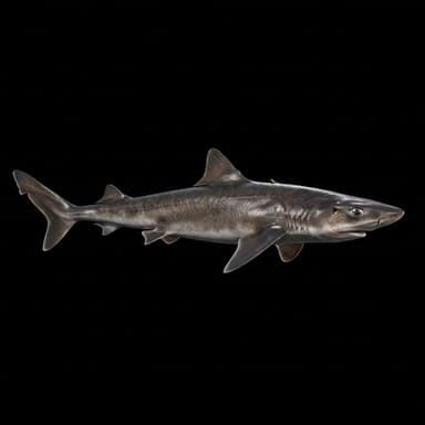 Spiny Dogfish